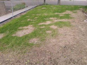 this is how a lawn will look like when there is an inconsistent sprinkler coverage
